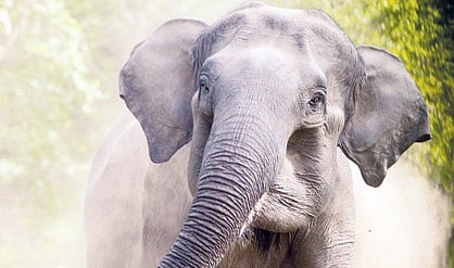 Destined to die: Diseases count more than poaching