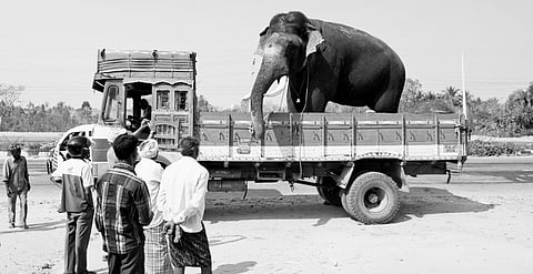 Centre advised to ban use of tuskers for performances