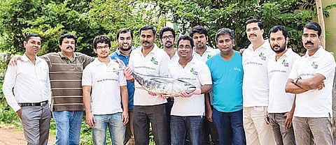 Expanding the piscine culture