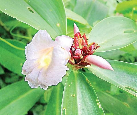 Crepe Ginger most sought after in Indian medicine