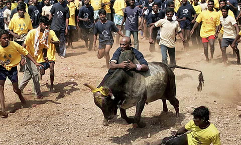 Jallikattu |File Photo/PTI