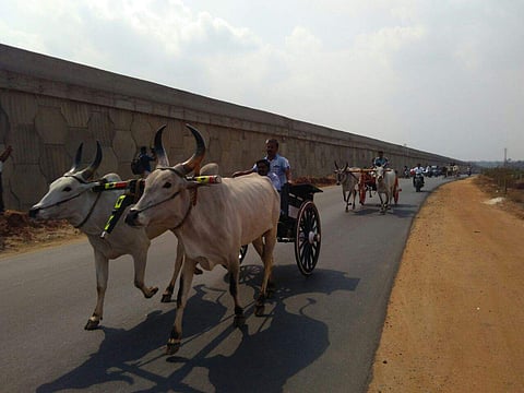 100s of farmers in Coimbatore conducted Rekla Race in Coimbatore- Palakad Road near Ettimadai near Coimbatore.(EPS)