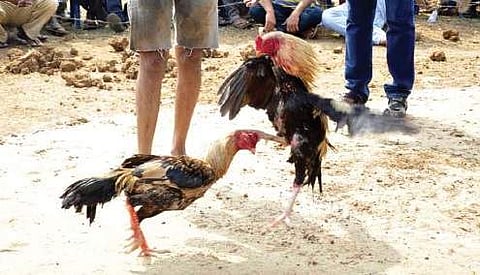 Cockfights go on at Mudasarilova in Visakhapatnam on Friday | Express