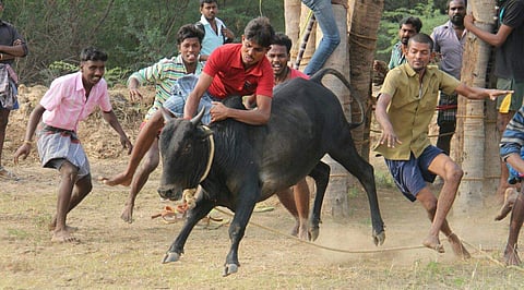 Villagers conduct Jallikattu at Karisalkulam in Madurai on Friday. (File photo by K.K Sundar| EPS)
