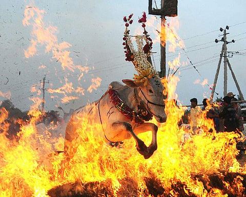 A bullock crossing fire as part of Sankranthi festival at Siddalingapura near Mysuru on Saturday. | EPS