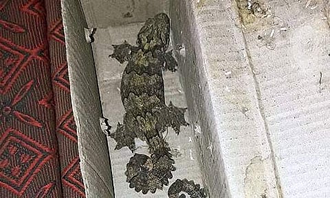 The flying gecko rescued from traffickers in Bihar. These lizard can glide. (IANS)