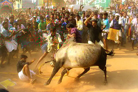 Despite ban, jallikattu bulls were released at Alanganallur in Madurai on Monday . (EPS  | KK Sundar)