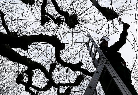 Deforestation.(Image for representational purpose |AP)