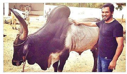 Does Jallikattu really help the native breeds?