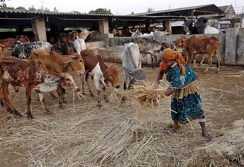 A woman spreads out fodder for rescued cattle(File Photo)