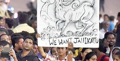 People protesting against the ban on Jallikattu