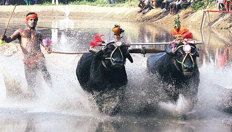 After backing jallikattu, now support kambala too: CM Siddaramaiah