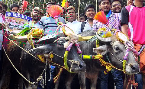 NSUI students stage a protest in favour of Kambala in Bengaluru on Wednesday | VINOD KUMAR t