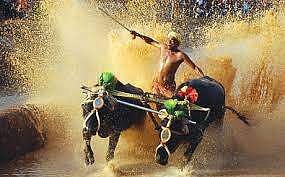 Kambala.
