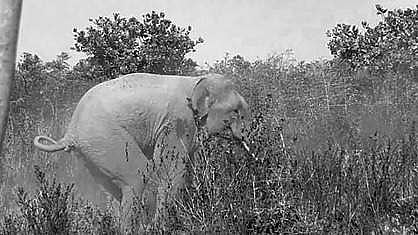 Hounded, hurt tusker remains elusive