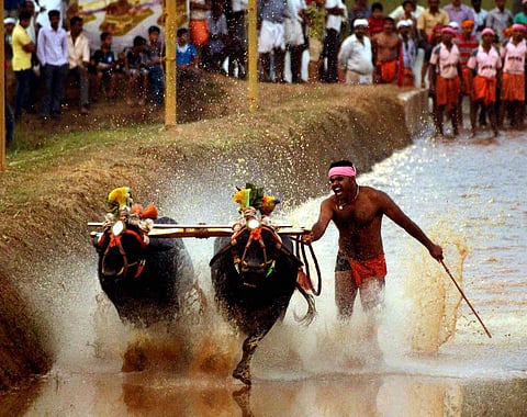 File image of buffalo race named 'Kambala' in Karnataka. | Express Photo Service