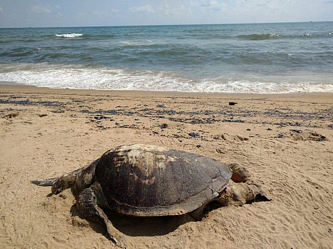 One of the few turtles that was found washed ashore dead at Marina beach today.  (EPS | Krishna Chaithanya)