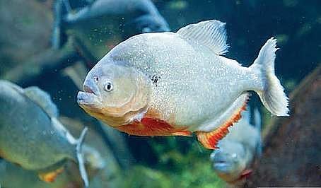 Commercially important marine fish species will be targeted. (File photo)