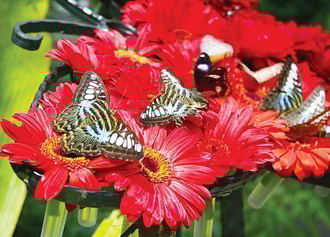 How to grow a butterfly garden