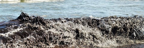The polluted waters due to the oil spill. (Photo | EPS)