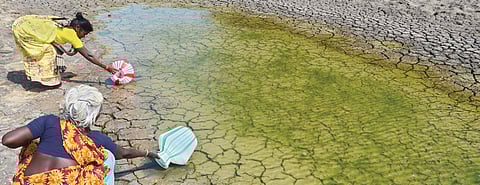 Women fetching water stagnating after recent rainfall for household consumption at Ramanathapuram on Tuesday | Express Photo Service