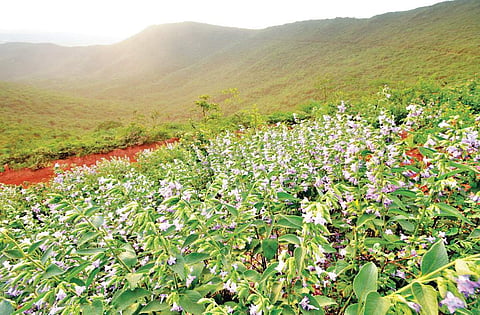 Purple-blue coloured Neelakurinji flower, which blooms only once in 12 years, spread across the plains at Sandur in Ballari district Samad Kottur