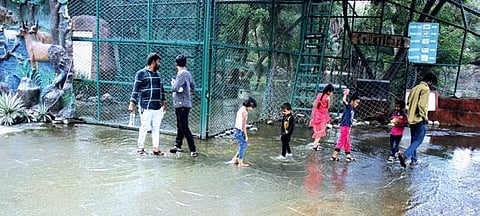 People walk through the flooded Safari Park in Hyderabad on Wednesday | Sathya Keerthi