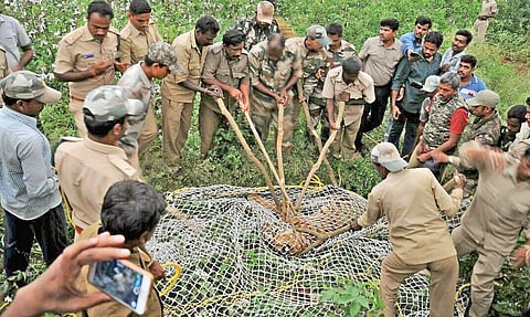 The tigress in Bandipur being captured at Hediyala range