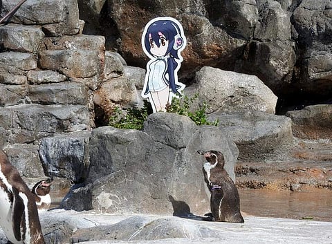 Humboldt penguin Grape (bottom) shot to fame in Japan after falling in love with a cardboard cut-out of a cartoon character Hululu (top).