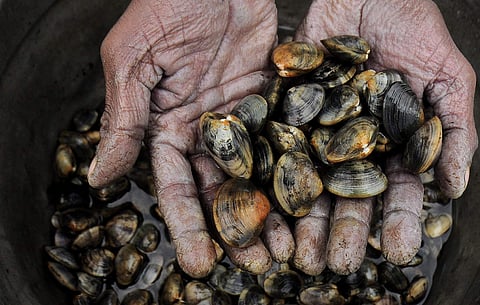 Here are some moments from the last week captured by our photographers from across the country. IN PIC: Coir workers in Thiruvananthapuram collecting mussels. (EPS| B P Deepu)
