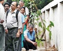 Staff of a private company, who planted saplings on the pavement at Nandanam, in confusion after the officials of highways department allegedly took away  the temporary fence to be used for the saplings, on Friday | p jAWAHAR