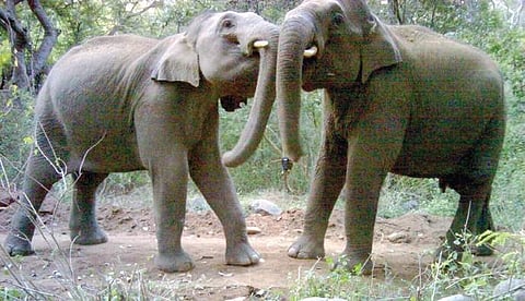 Elephants at Cauvery Wildlife Sanctuary | Sanjay Gubbi