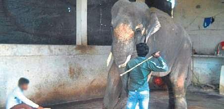 Wildlife adventures are putting animal welfare at stake