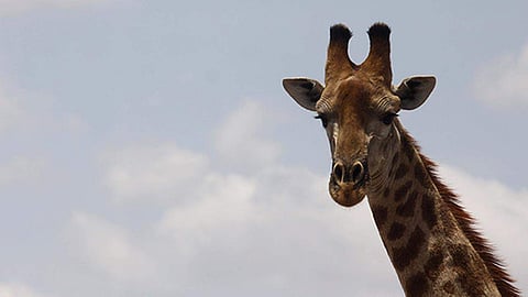 Image for representational purpose only. (File photo | AP)