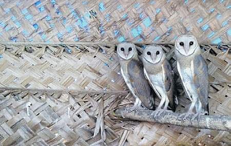 Barn Owl isn’t bad omen, it eats 1,000 rodents a year