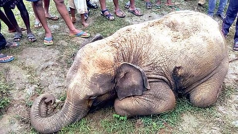 Rare bacteria in dead elephant sparks alarm