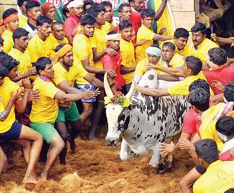 Youth trying to tame a bull at Jallikattu in Pallavarayanpatti district| P mahendran