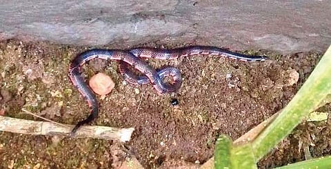 The rare Bibron’s Coral seen at the range forest office in Tirthahalli recently