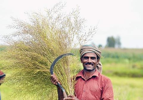 A farmer with genetically modified mustard crop (File | EPS)