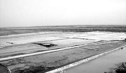 Illegal prawn farms demolished