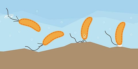 Swimming bacteria can sense surfaces with the flagellum. (Image | .unibas.ch/University of Basel, Biozentrum)