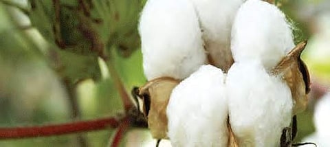 Traders manipulate moisture meters, allege farmers