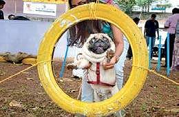 NO, I WON’T: A pug being trained on the sidelines of a workshop on canine behaviour organised by ‘Hands For Paws’ a collective of various organisations and individuals working for animal welfare.