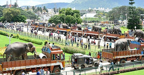 The traditional Dasara procession also called Jumbo Safari takes place on the last day of Navratri festival.The elephants are given a ceremonial farewell after the procession. (EPS | S Udayashankar)