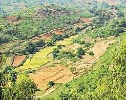Endemic, threatened plants of Eastern Ghats face mass extinction; Mahbubnagar worst hit