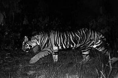 Study begins on melanistic tigers