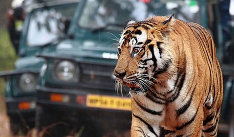Bandhavgarh Reserve