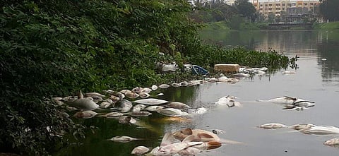 Dead fish float in Araluru lake in Bengaluru on Saturday