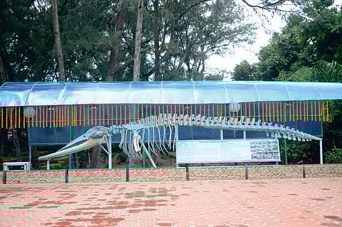 Bryde’s Whale skeleton preserved by Odisha taxidermist