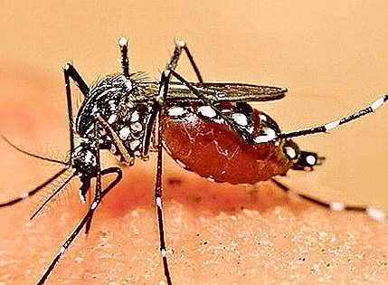 Mosquito species can be differentiated by the frequency of their wingbeats.